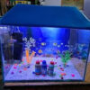 Aquariums - Image 2