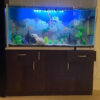 Aquariums - Image 5