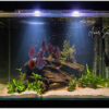 Aquariums - Image 6